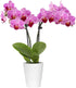From You Flowers - Graceful Mini Orchid for Birthday, Anniversary, Get Well