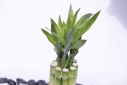 Athena's Garden B-SS04 4" 4" Bamboo Stalks with Shoots, Green
