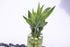 Athena's Garden 14" Lucky Bamboo Stalks with Shoots