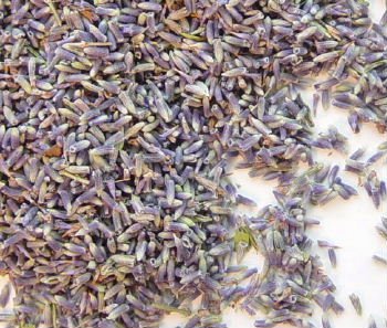 Lavender Flower Buds #1 - Uses - Culinary & Crafting - 4oz