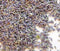 Lavender Flower Buds #1 - Uses - Culinary & Crafting - 4oz