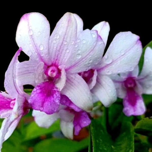 Aloha Hawaii Orchids Dendrobium Popeye 4" Pot