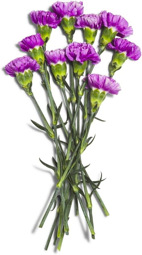 Floral Carnation Sourced for Good 10 stems
