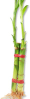 Lucky Indoor Bamboo for Love and Relationships - 2 Live Plants -