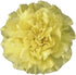 50 FlowerPrime Yellow Carnations - Fresh Natural Cut Flowers