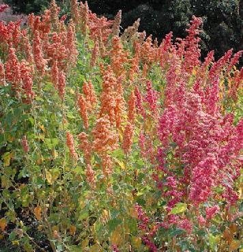 Greens Quinoa Brilliant Rainbow 30 Seeds