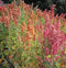 Greens Quinoa Brilliant Rainbow 30 Seeds