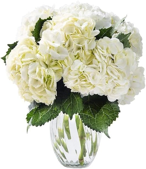 KaBloom Flowers - Beauty Bouquet of 6 White Hydrangeas with Vase -