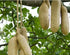 Generic 100% 100g/pack, Kigelia africana fruit powder, sausage fruit powder, organic, including phyto sanitary
