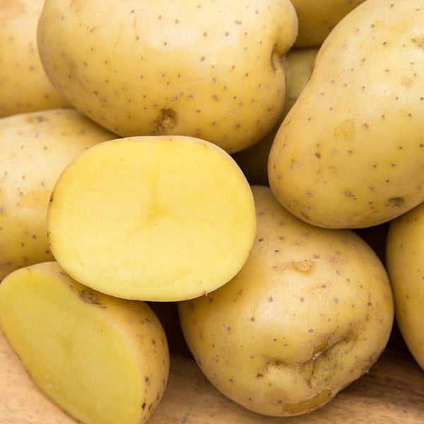 Gurney's Seed & Nursery Company Yukon Gold Seed Potato - Best Early Eating Potato on The Market
