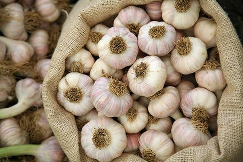 9 SHANI'S ROOTS SHOOTS Whole Garlic Bulbs Huge Non-GMO Bulbs for Fall Planting or Flavoring Dishes