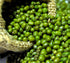 500 Neotea Organic Moong Dal, gm