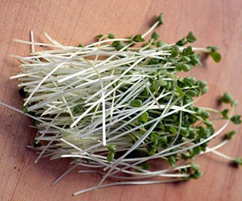 Kimmy's 14 Packed Kale Seeds for Sprouting Microgreens Ounces,"COOL BEANS n SPROUTS" Brand,A superfood