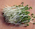 Kimmy's 14 Packed Kale Seeds for Sprouting Microgreens Ounces,"COOL BEANS n SPROUTS" Brand,A superfood