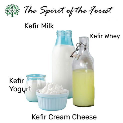 Milk Kefir Live Grains - Live Active Starter Cultures Scoby For Homemade Probiotic Drink For Almond, Coconut Kefir