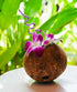 (2x50 Miami Fresh Orchid Flower OrchidClub USA Sunne Tropical Loose Bloom Head DIY Lei food drink decoration PURPLE