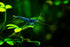 20 Blue Dream Supreme Gene Shrimps Live Freshwater Shrimp Aquarium Neocaridina, Live Arrival Guarantee
