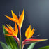 KaBloom Flowers - 5 Birds of Paradise - Gift for Birthday, Sympathy,
