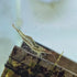 Swimming (10 Creatures Freshwater Aquarium Shrimp - A Perfect Combo to Brighten Your Aquarium! Premium Pinocchio)
