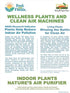 6 Inch 3-Pack Live Peperomia Growers Choice in Nursery Grower Pot | Easy-Care Indoor Houseplant for Home and Office