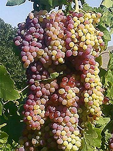 (10LB) Organic Flame Raisins Seedless No added Sugar, Non GMO, Vegan, Pesticide Free Unsulfured Vegan Bulk US Grown, by