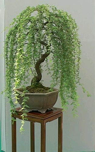 Dwarf Weeping Willow Tree Cutting - Premium CZ Grain Bonsai Starter
