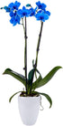 5 DecoBlooms Premium Blue Orchid Live Indoor Plant (Modern Pot Included) Grown in the USA - Fresh Flowering Home Decor