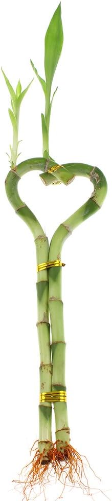 Betterdecor -3 (3 6 Inches Pairs Pieces) of Heart-shaped Lucky Bamboo for Gift and Fengshui