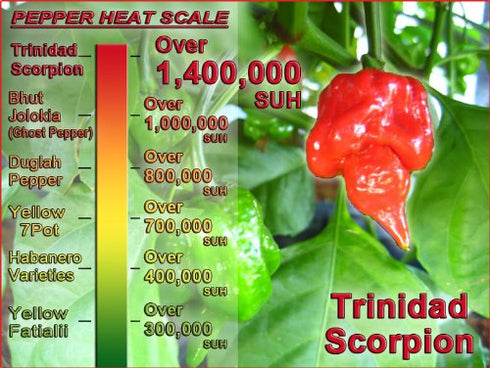Magic Plant 1.2M 2M (9 Oz) Trinidad Scorpion Pepper Butch T Mash by - Lava Hot Scorpion Chili, - SHUs - Fruity Tangy