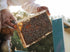 Axion Esti 450g Organic Fir Golden Honey imported from Greece