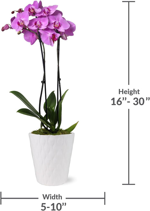 5" Green Circle Growers Pink Orchid in a White Pot, Indoor Live Plants, House Plant