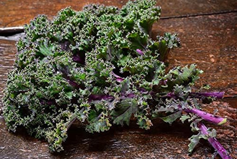 (500 Count) Kale Red Russian COOL BEANS N SPROUTS Brand. Non-GMO. Home Gardening.