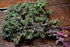 (500 Count) Kale Red Russian COOL BEANS N SPROUTS Brand. Non-GMO. Home Gardening.