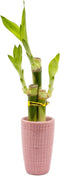 3 Stalk Live Lucky Bamboo Arrangement in Mini Color Ceramic Vase -