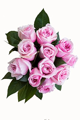 Flower Explosion 24 Stems - Fresh Cut Titanic Light Pink Rose Bouquet from