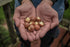 US Organic Macadamia Nut Oil Unrefined Virgin, Pure & Natural, Cold Pressed, 2 oz in Amber Glass Bottle with Dropper