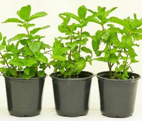 Generic Live Peppermint Plants, 3 Pack in 4 Inch Pots, Fresh Culinary Herb.