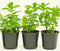 Generic Live Peppermint Plants, 3 Pack in 4 Inch Pots, Fresh Culinary Herb.