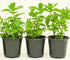 Generic Live Peppermint Plants, 3 Pack in 4 Inch Pots, Fresh Culinary Herb.