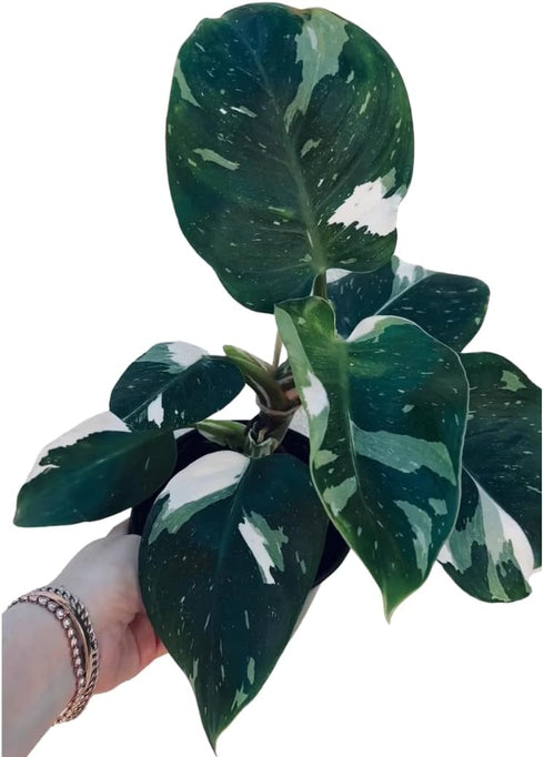 Generic 4-inch White Wizard Philodendron, Indoor Tropical Plant, Variegated Green and White Foliage, Grow Pot, Easy