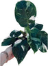Generic 4-inch White Wizard Philodendron, Indoor Tropical Plant, Variegated Green and White Foliage, Grow Pot, Easy