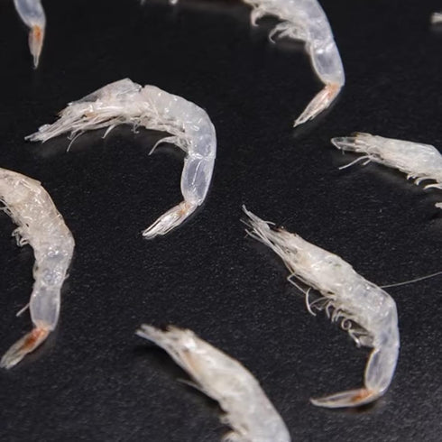60g/2.1oz, Wild Mini Dried Shrimp Skin, Premium Instant Dried Shrimp Skin, Mini Size Shrimp Powder, Crispy & Delicious