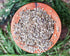 Food to Live - Dill Seeds Whole, 7 Ounces, Kosher, Raw, Vegan