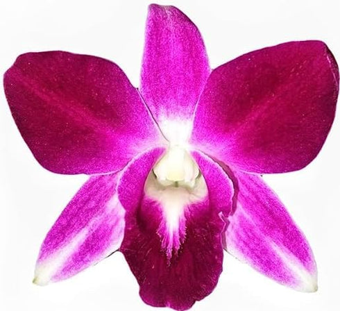 50 Kejora Fresh Loose Purple Dendrobium Orchid Blossoms ct - for DIY Lei, food & drink decoration