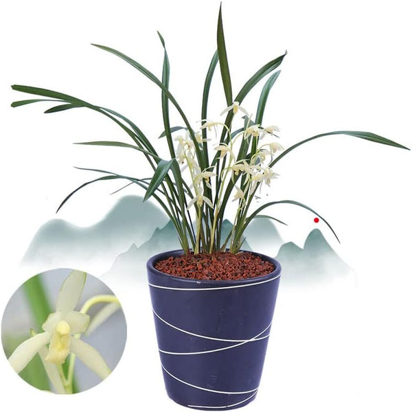Live Orchids Cymbidium Ensifolium Perfect for Windowsills or Indoors-Shipped Without Flowers-