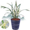 Live Orchids Cymbidium Ensifolium Perfect for Windowsills or Indoors-Shipped Without Flowers-
