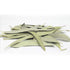 Whole Eucalyptus Leaves, Natural Eucalyptus Herb Leaves, 114g (4.0 oz) for Aromatherapy and Crafts