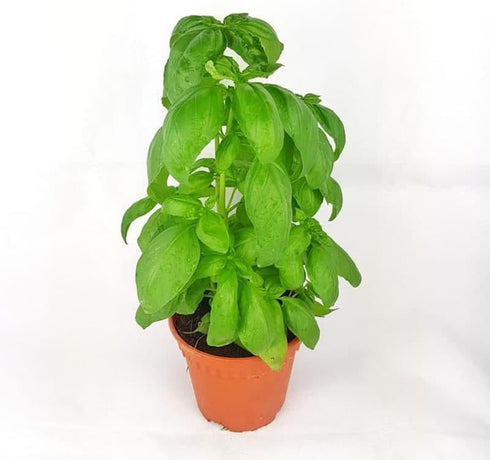 Generic 4 Pack 4 3.5 Live Sweet Basil Plant Edible Culinary Herbs in Pot, Fragrant and Fast-Growing, Great for Kitchen