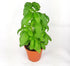 Generic 4 Pack 4 3.5 Live Sweet Basil Plant Edible Culinary Herbs in Pot, Fragrant and Fast-Growing, Great for Kitchen