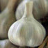BULB (2 BULB COUNTRY GARLIC Pounds), FRESH CALIFORNIA SOFTNECK GARLIC FOR PLANTING, EATING AND GROWING YOUR OWN GARLIC